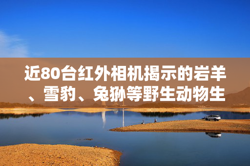 近80台红外相机揭示的岩羊、雪豹、兔狲等野生动物生态观察之旅