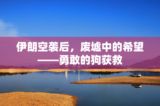 伊朗空袭后，废墟中的希望——勇敢的狗获救