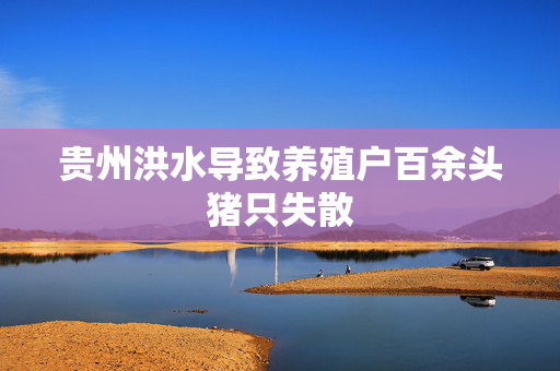 贵州洪水导致养殖户百余头猪只失散