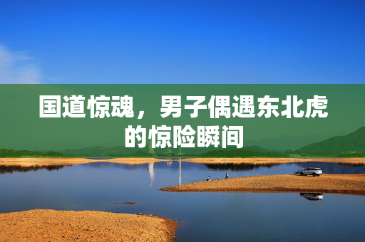 国道惊魂，男子偶遇东北虎的惊险瞬间