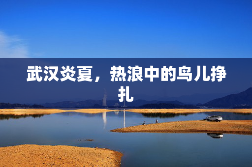 武汉炎夏，热浪中的鸟儿挣扎