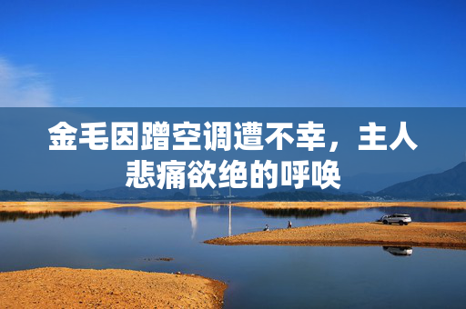金毛因蹭空调遭不幸，主人悲痛欲绝的呼唤