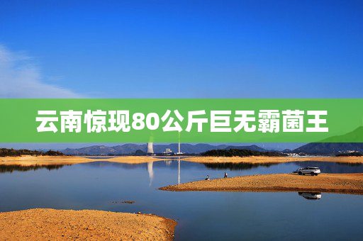 云南惊现80公斤巨无霸菌王